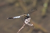 IMG_0770_White-tailed_Skimmer